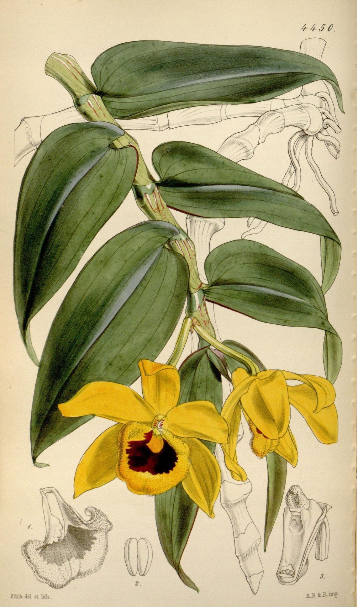 Curtiss Magazine 1849 Duke of Cambridges Dendrobium Canvas Art - W Fitch (18 x 24)