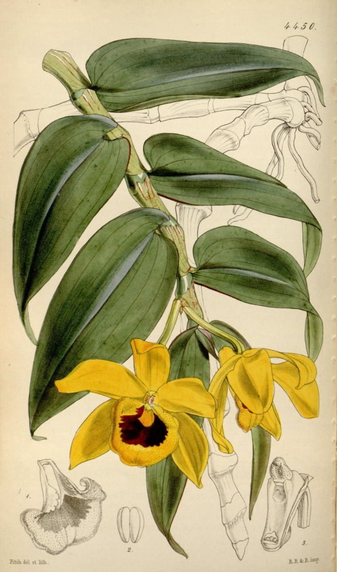 Curtiss Magazine 1849 Duke of Cambridges Dendrobium Canvas Art - W Fitch (24 x 36)