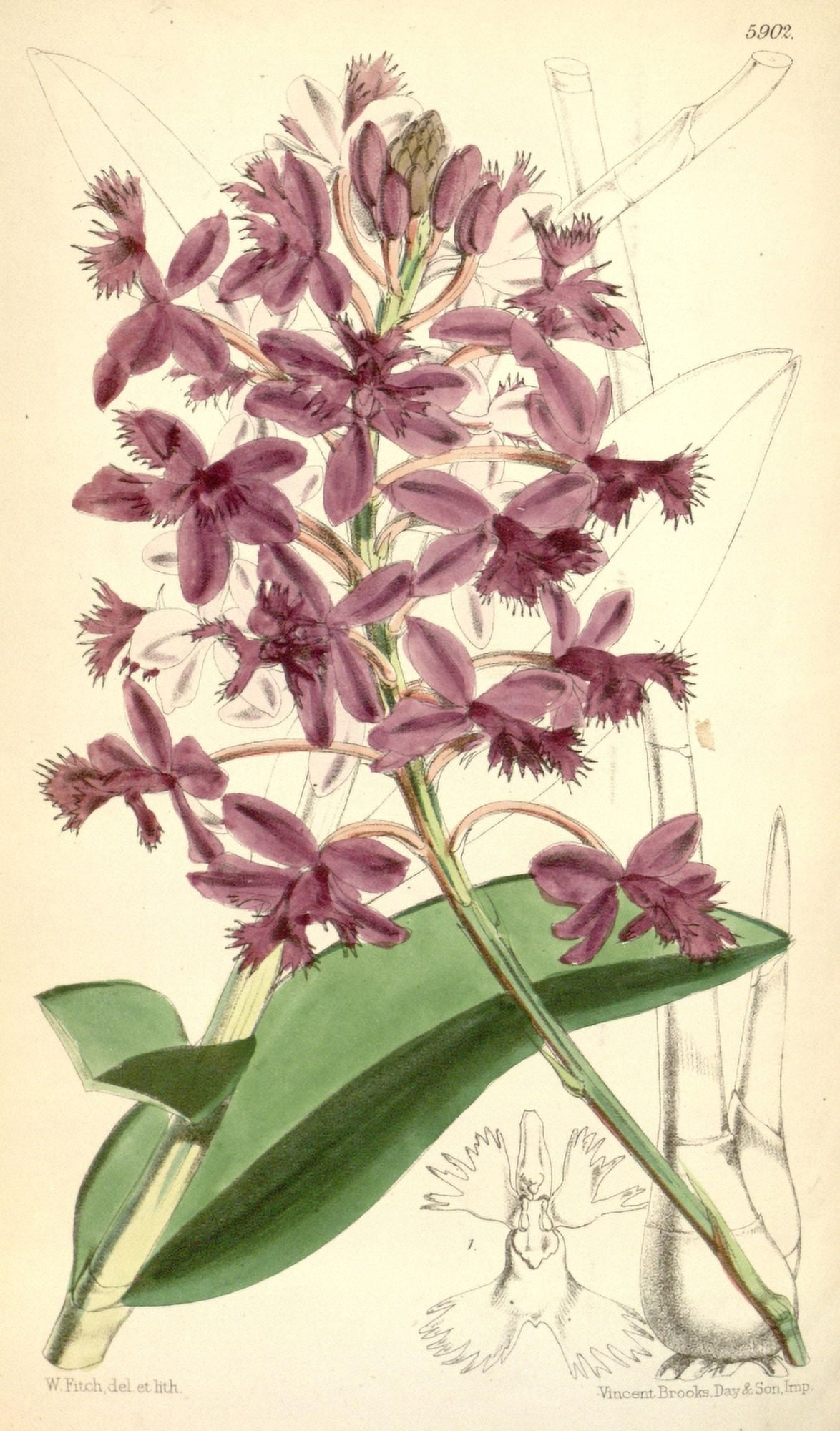 Curtiss Magazine 1849 Epidendrum Canvas Art - W Fitch (18 x 24)