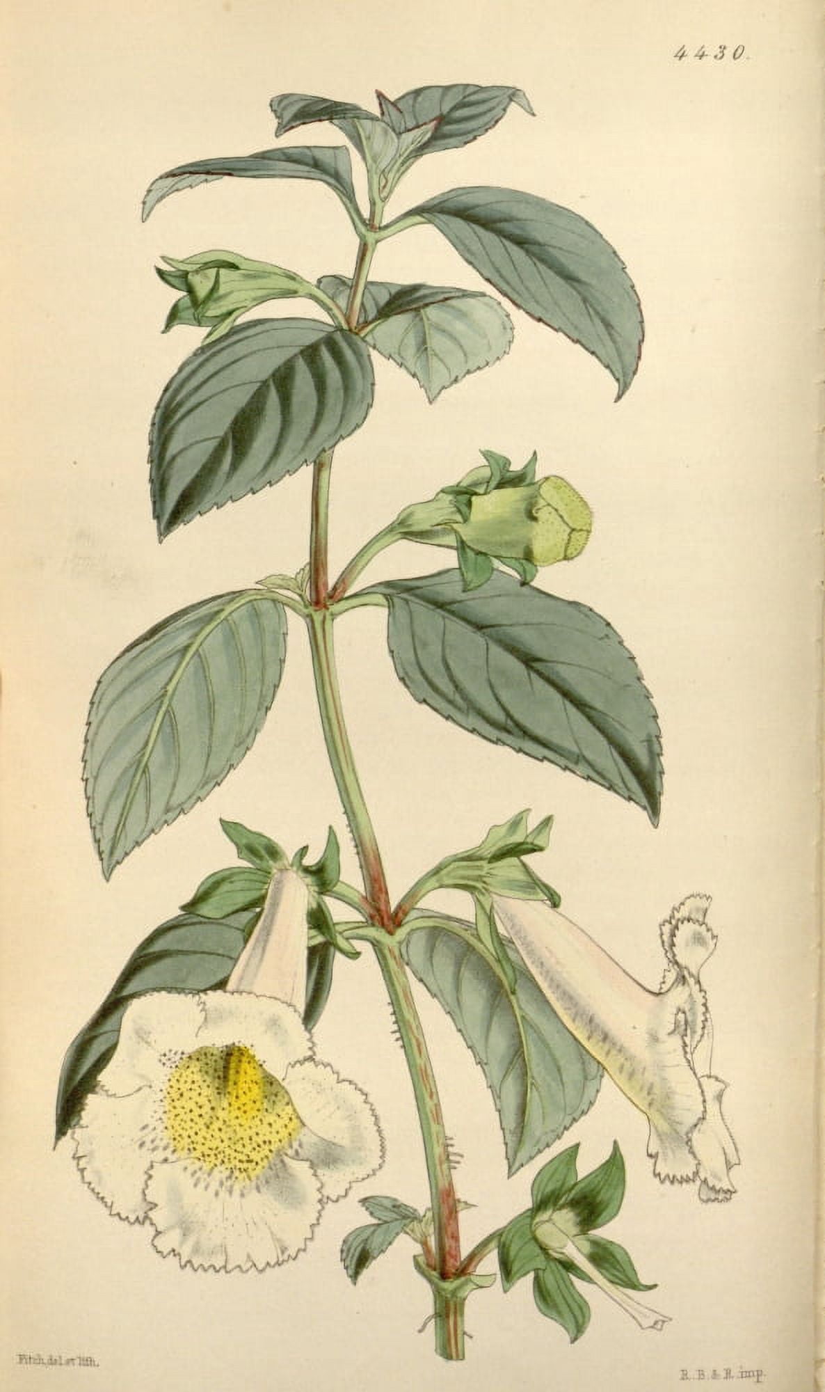 Curtiss Magazine 1849 Fimbriated Gloxinia Canvas Art - W Fitch (18 x 24)