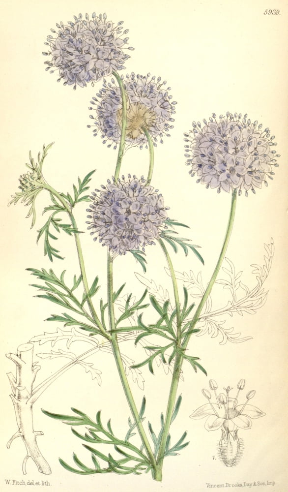 Curtiss Magazine 1849 Gilia Achilleafolia Canvas Art - W Fitch (24 x 36)