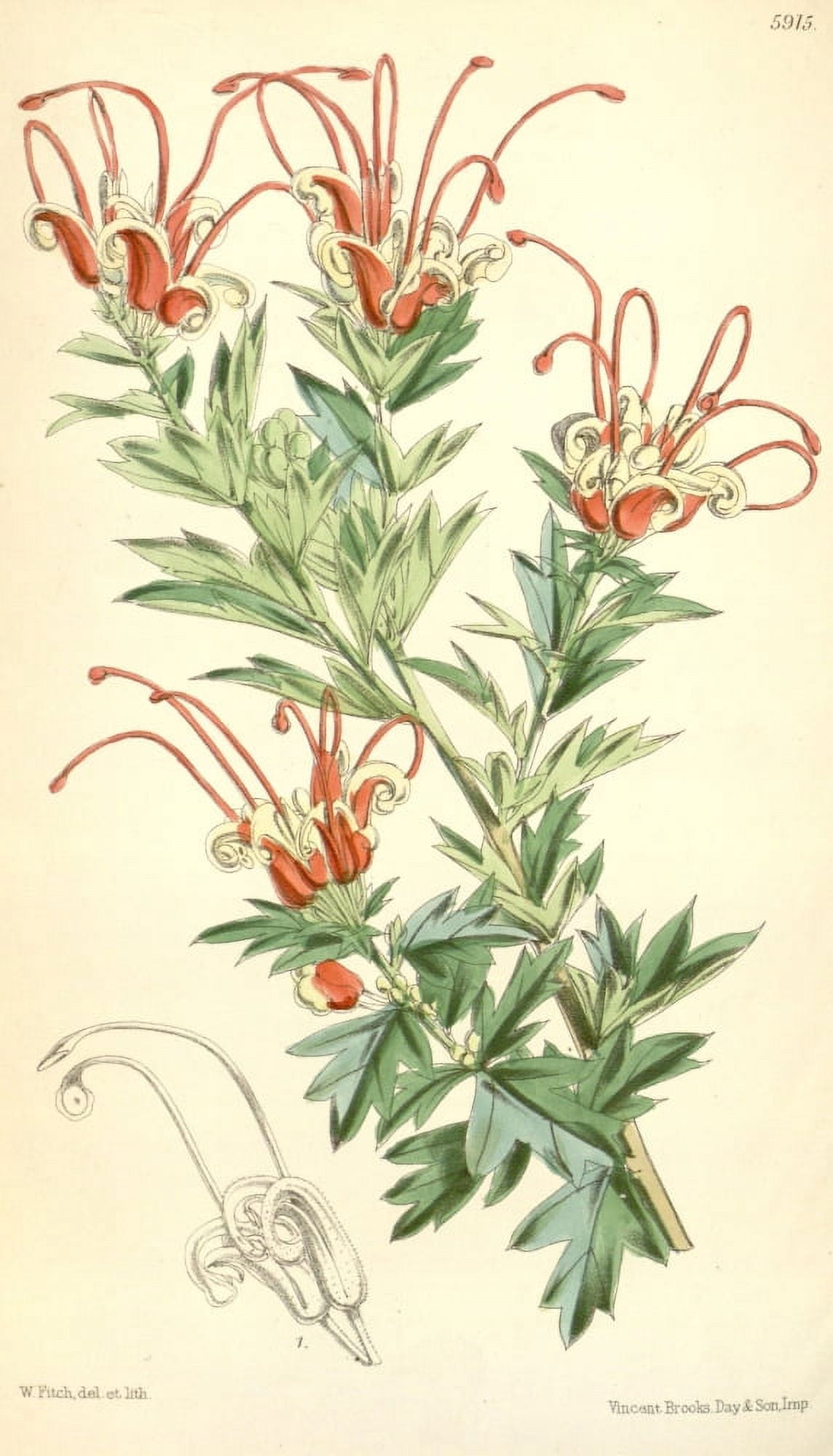 Curtiss Magazine 1849 Grevillea Canvas Art - W Fitch (18 x 24)