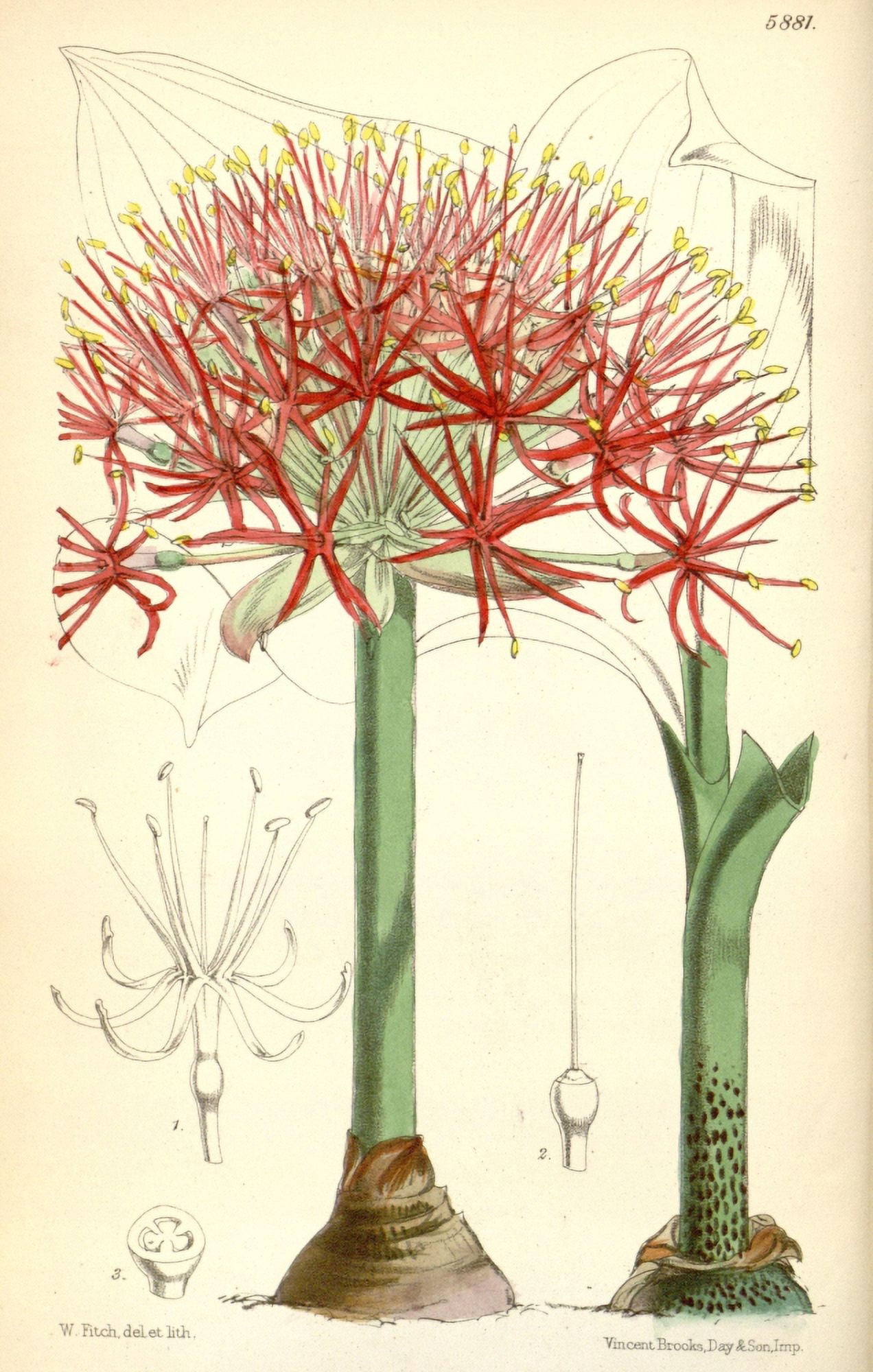 Curtiss Magazine 1849 Haemanthus Amaryllis Canvas Art - W Fitch (18 x 24)
