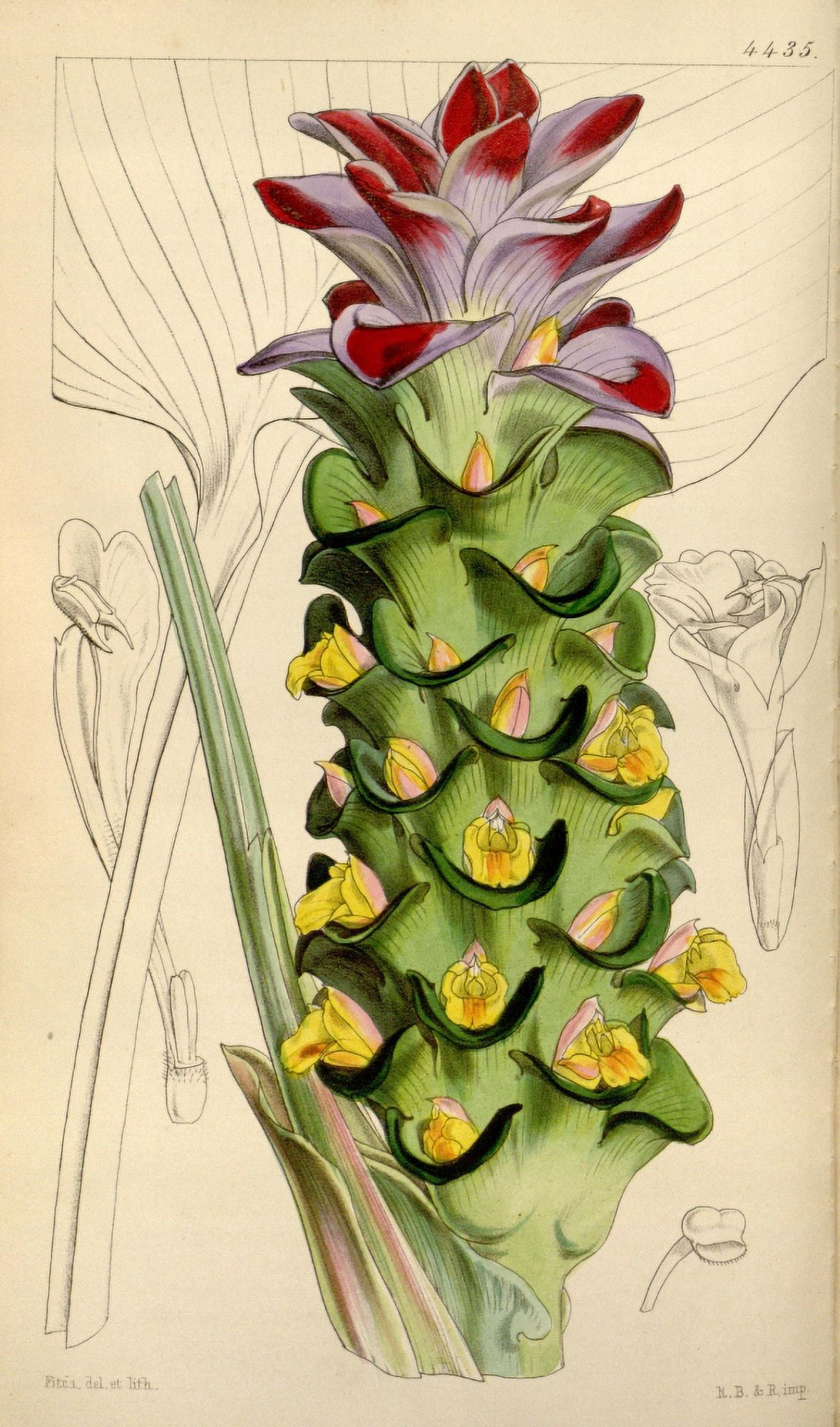 Curtiss Magazine 1849 Heart-leaved Curcuma Canvas Art - W Fitch (24 x 36)