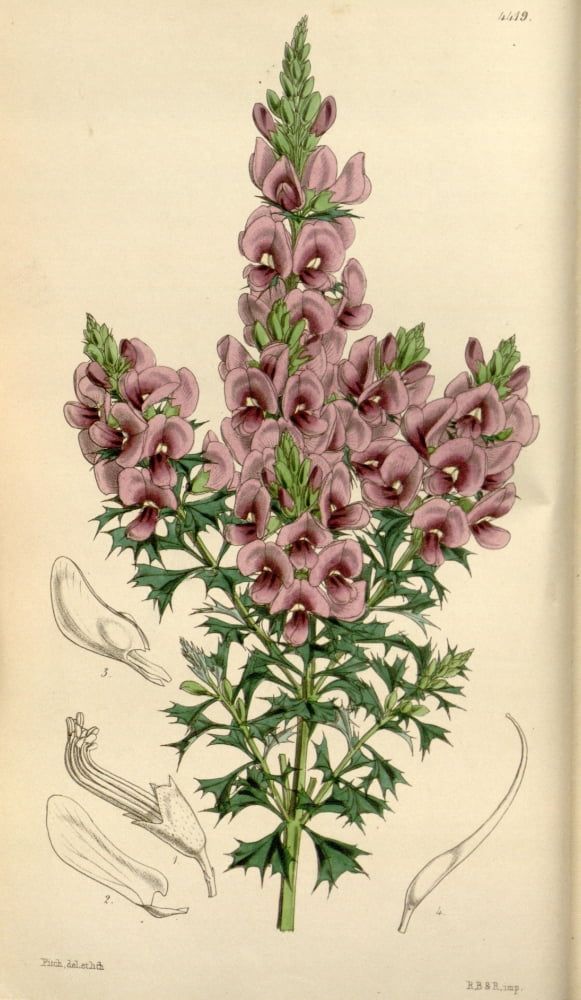 Curtiss Magazine 1849 Meisners Mirbelia Canvas Art - W Fitch (24 x 36)
