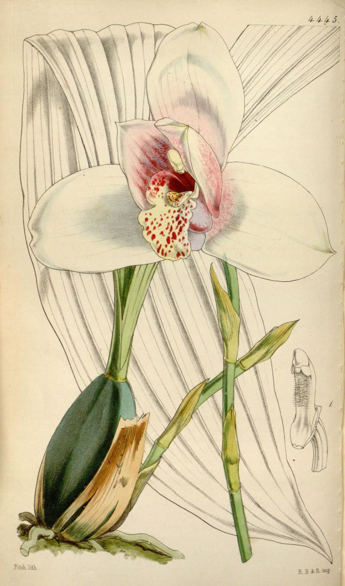 Curtiss Magazine 1849 Mr Skinners Lycaste Orchid Canvas Art - W Fitch (18 x 24)
