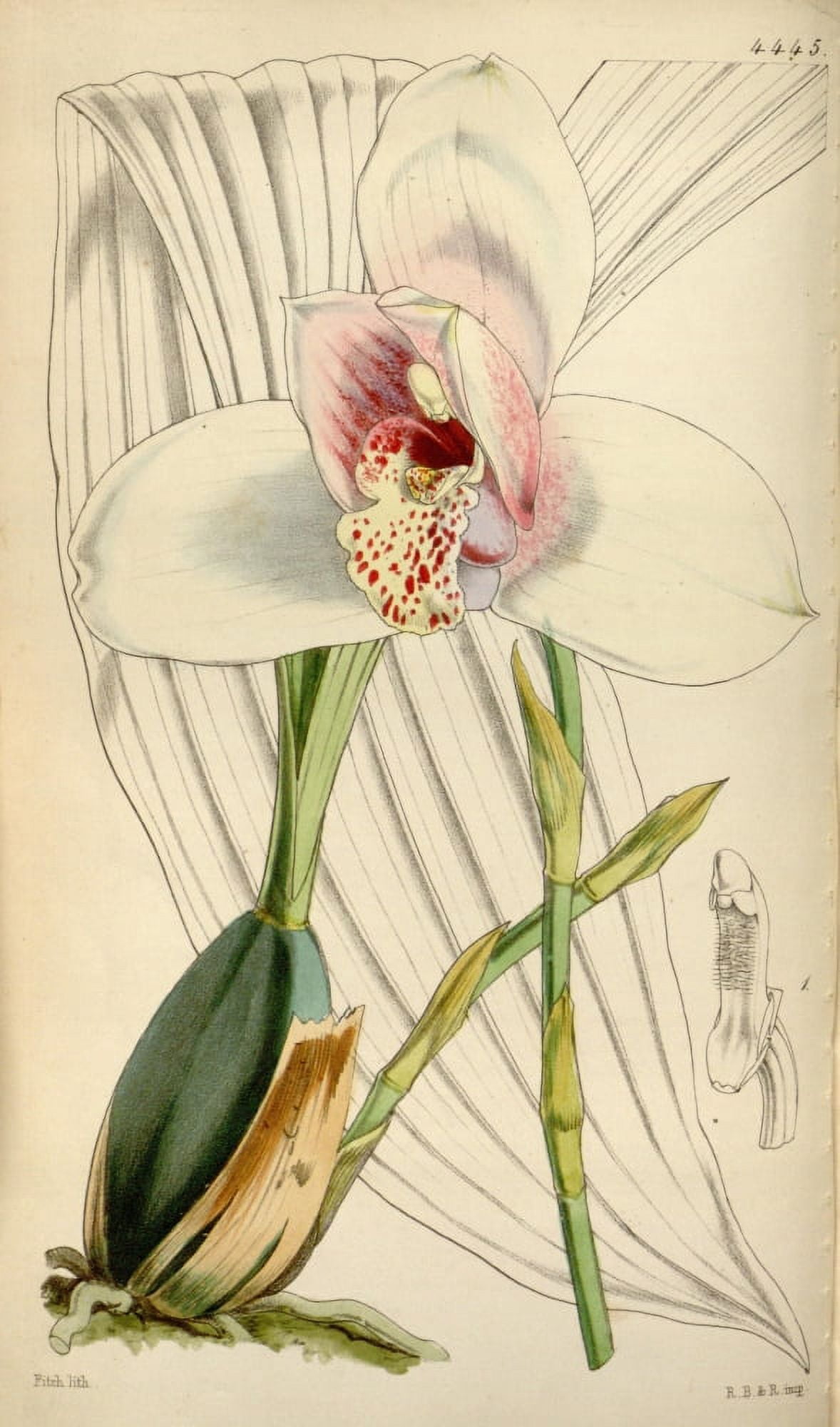 Curtiss Magazine 1849 Mr Skinners Lycaste Orchid Canvas Art - W Fitch (24 x 36)