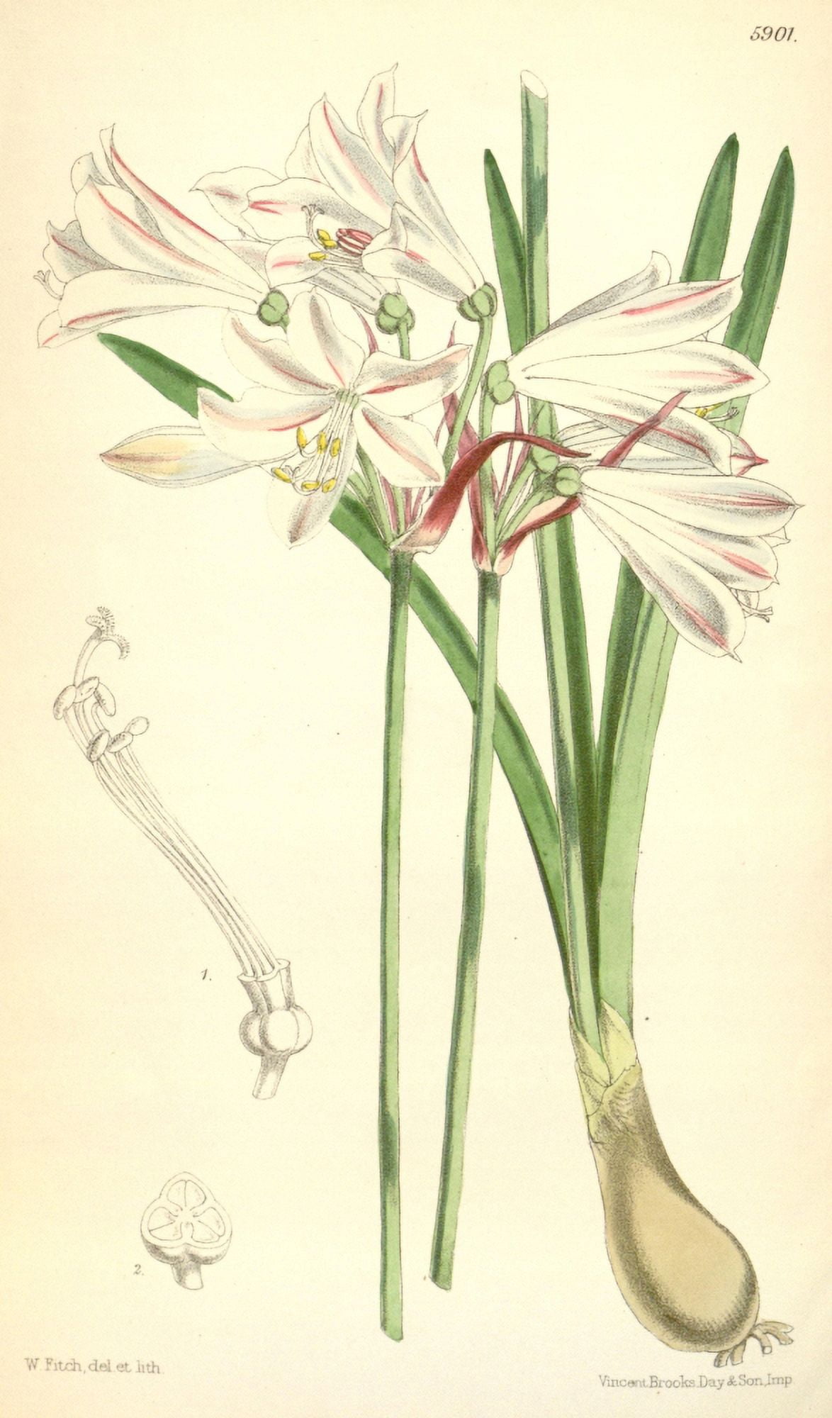 Curtiss Magazine 1849 Nerine Pudica Canvas Art - W Fitch (24 x 36)