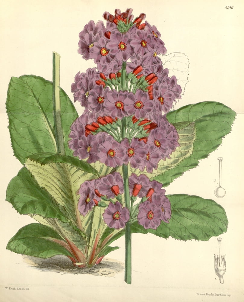 Curtiss Magazine 1849 Primula Japonica Canvas Art - W Fitch (24 x 36)