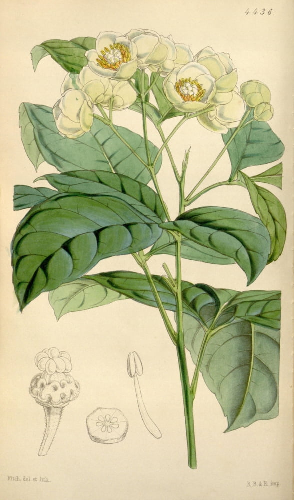 Curtiss Magazine 1849 Ptelea-leaved Pachystigma Canvas Art - W Fitch (24 x 36)