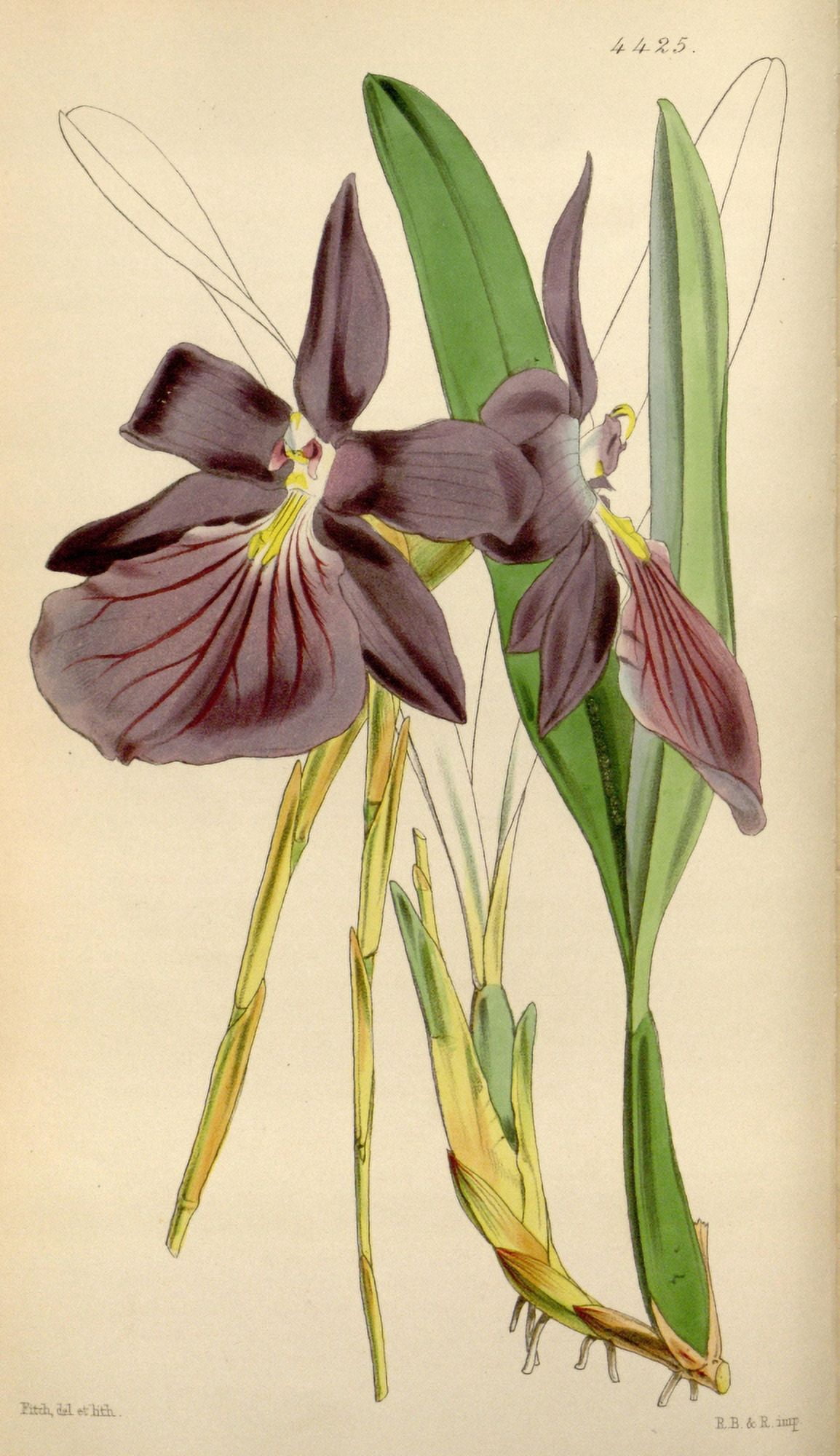 Curtiss Magazine 1849 Showy Miltonia Canvas Art - W Fitch (18 x 24)
