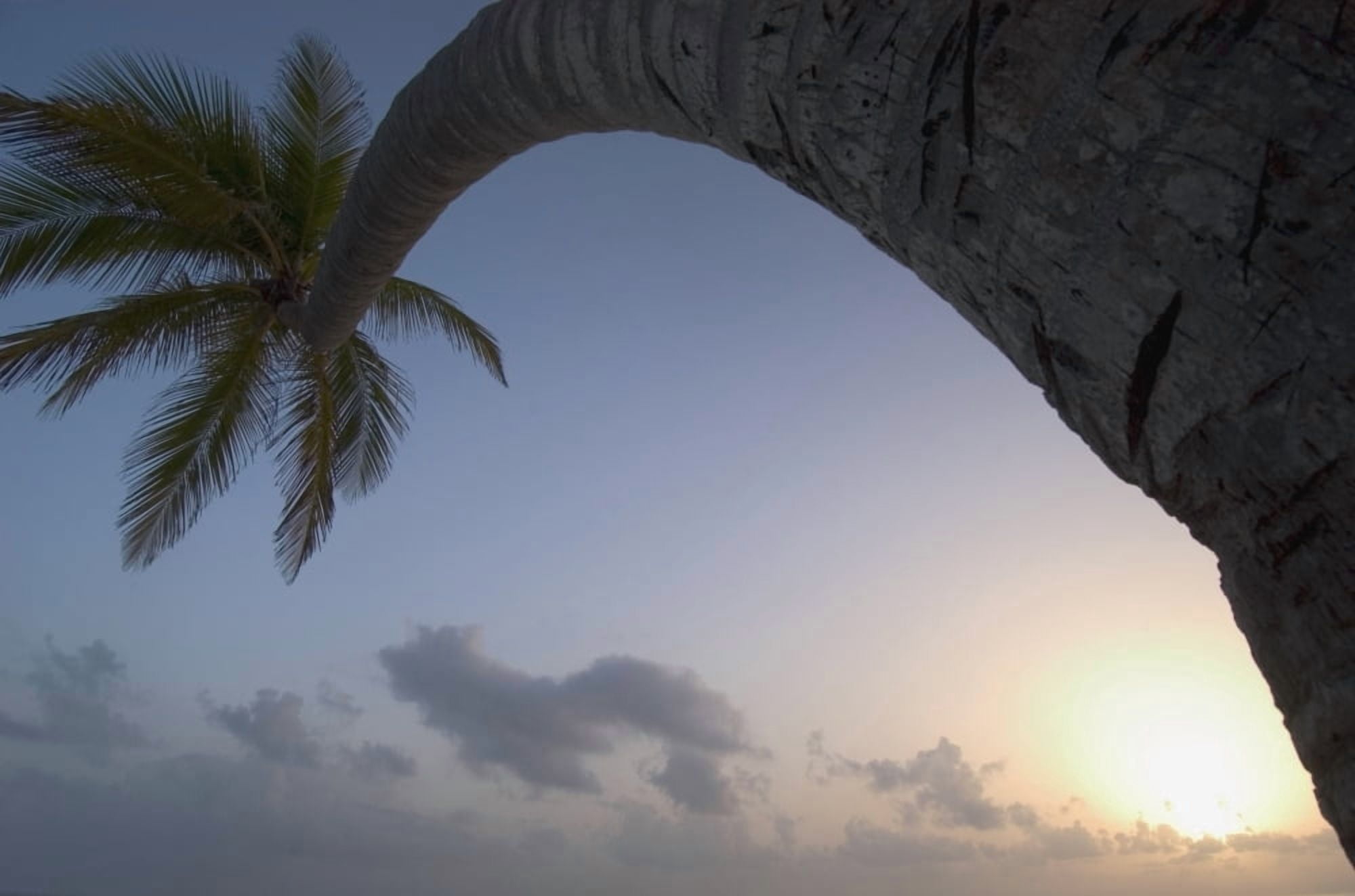 Curved Palm Tree At Sunset Canvas Art - Ian Cumming Design Pics (17 x 11)