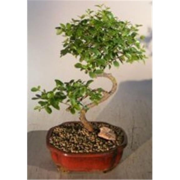 Curved Trunk Style Flowering Sweet Plum Tree - Sageretia Theezans - Medium