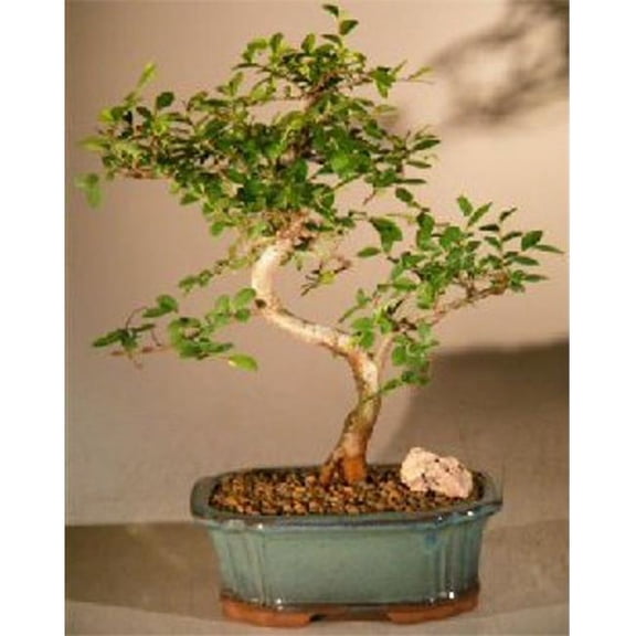 Curved Trunk Ulmus Parvifolia Bonsai Tree - Green - Small - Hardy Indoor Plant
