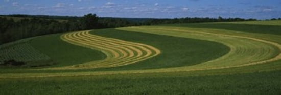 Curving crops in a field Illinois USA Canvas Art - Panoramic Images (36 x 13)