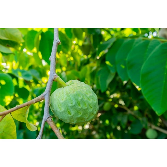 Custard Apple Seeds for Planting (5 Seeds) - Annona cherimola - Great for Bonsai or Exotic Plant Collector