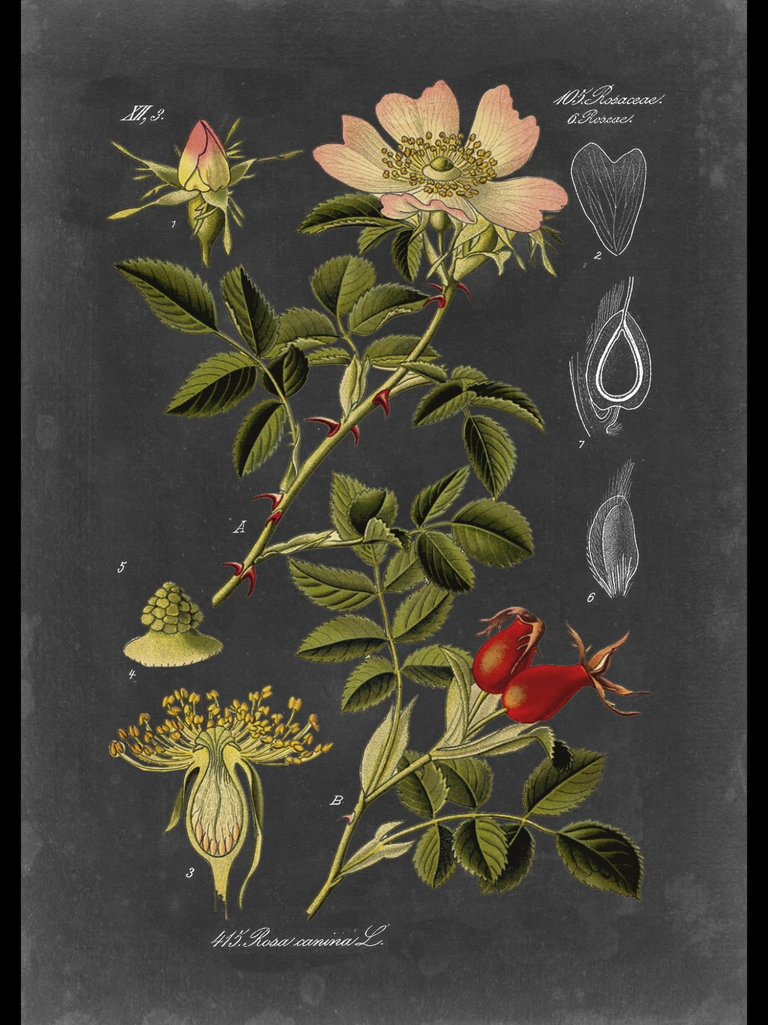 Midnight Botanical I Pink Floral Canvas Wall Art with Black Frame