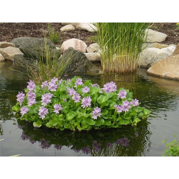 Custom Pro Floating Island Flora Plant Protector - 36