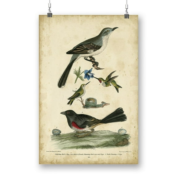 Custom Wilsons Mockingbird. Poster - Alexander Wilson Designs,