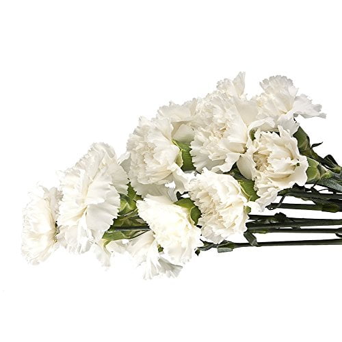 Cut Flowers 100 Stems White Flowers Carnations