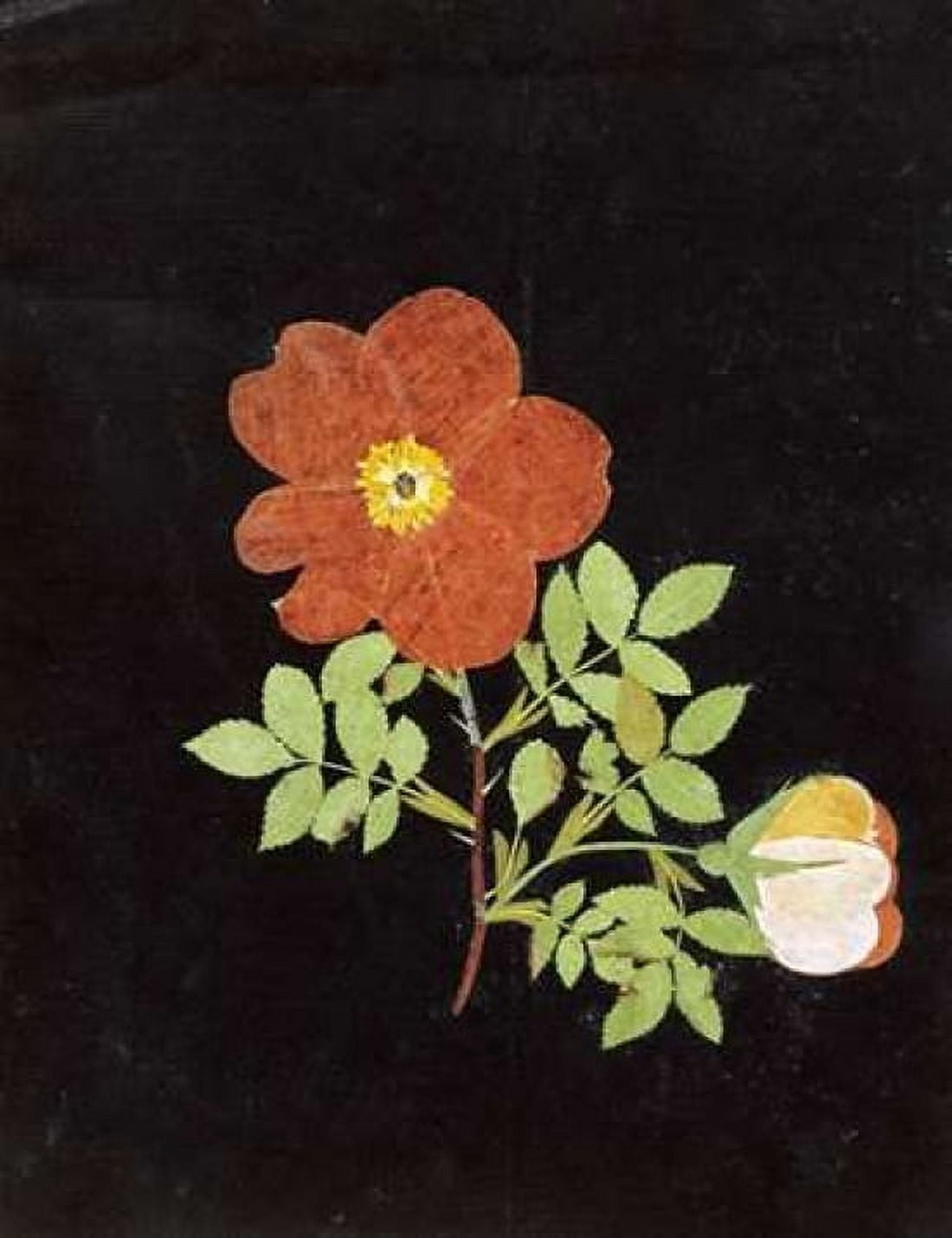 Cut Out Watercolour of a Flower Canvas Art - Margaret Nash (22 x 28)