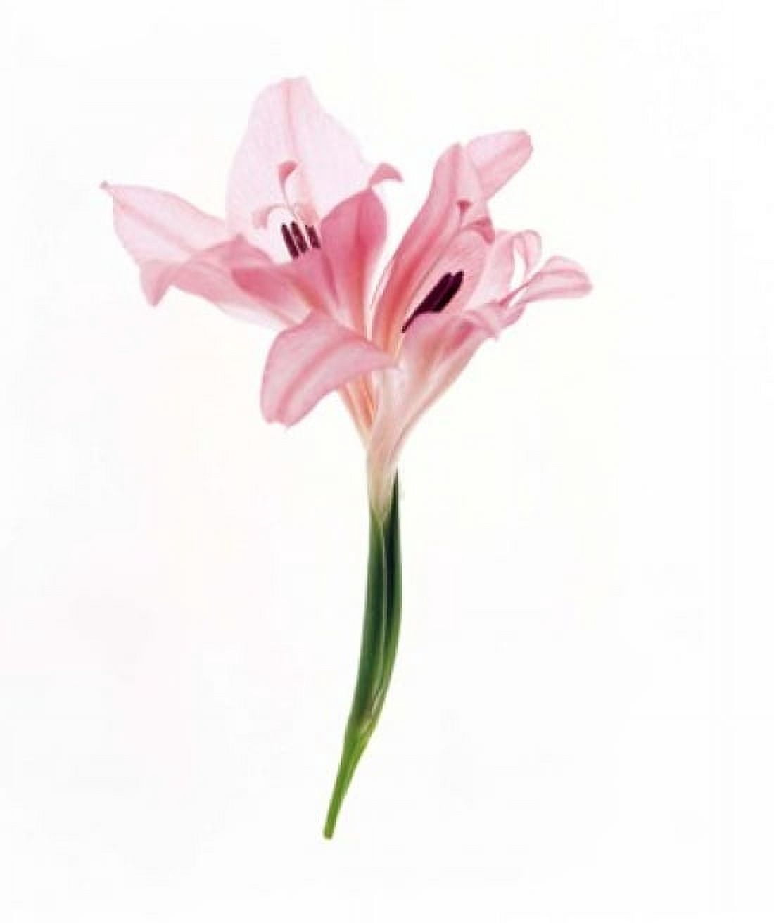 Cut out of flower Canvas Art - Panoramic Images (14 x 16)