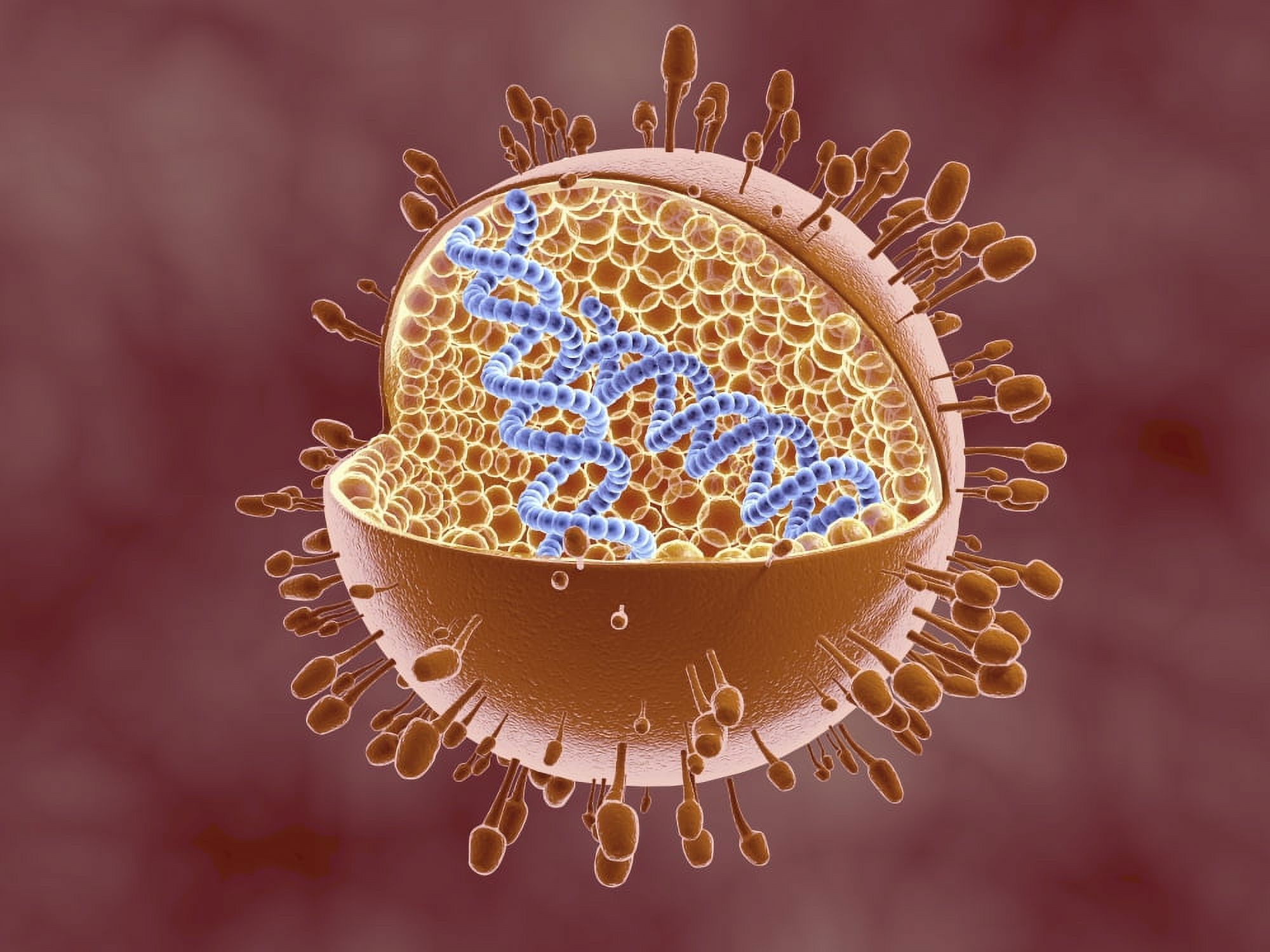 Cutaway view of Reoviridae virus showing dna inside Canvas Art - Stocktrek Images (33 x 25)