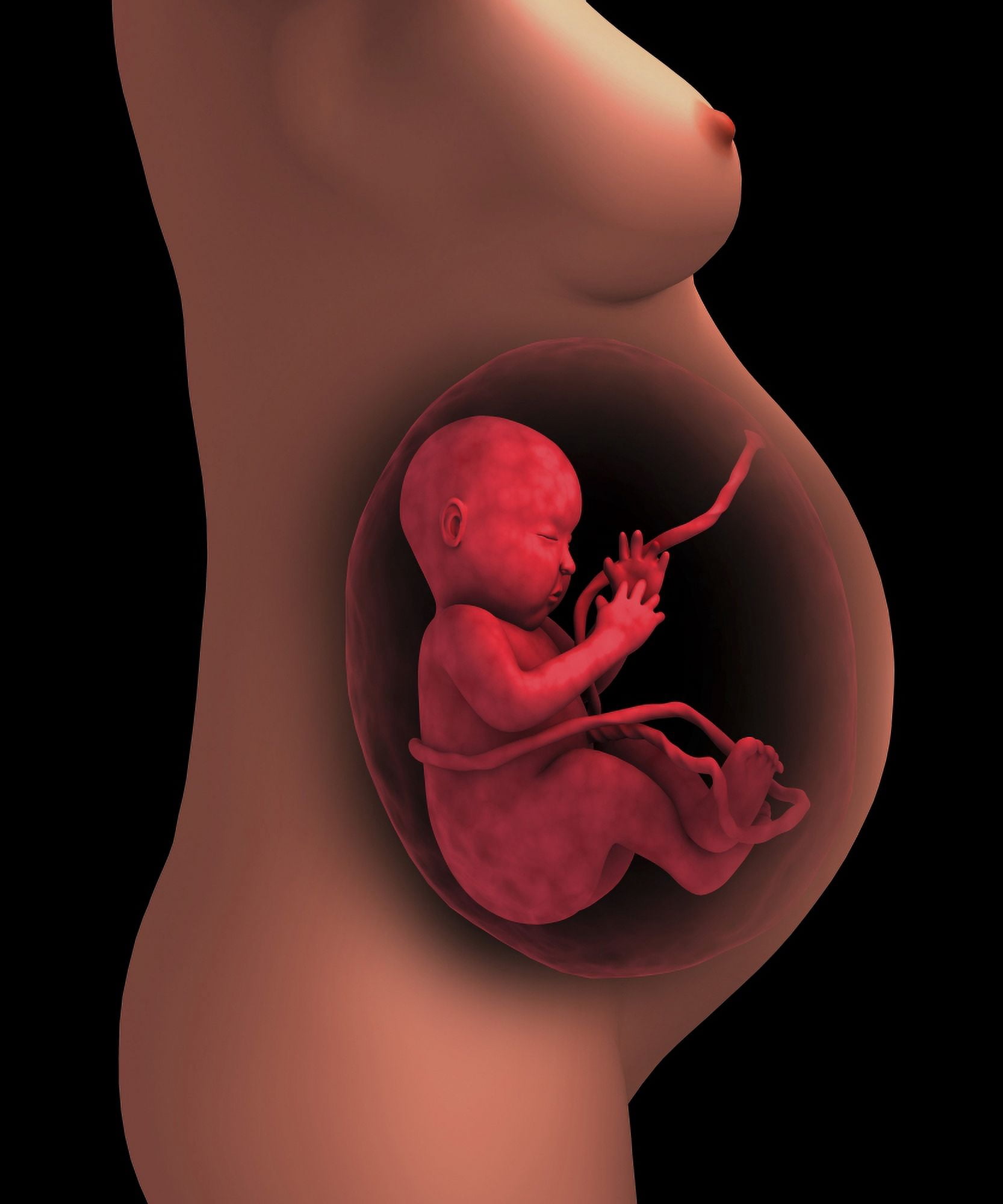 Cutaway view of a pregnant woman with fetus Canvas Art - Stocktrek Images (26 x 31)
