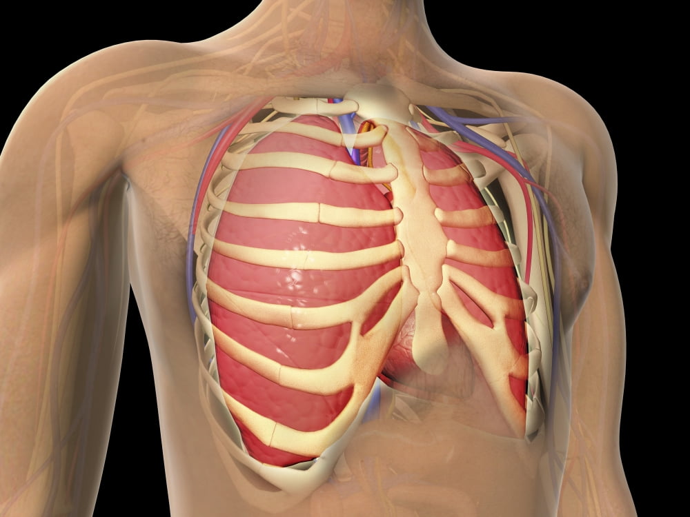 Cutaway view of human lungs and rib cage Canvas Art - Stocktrek Images (17 x 13)