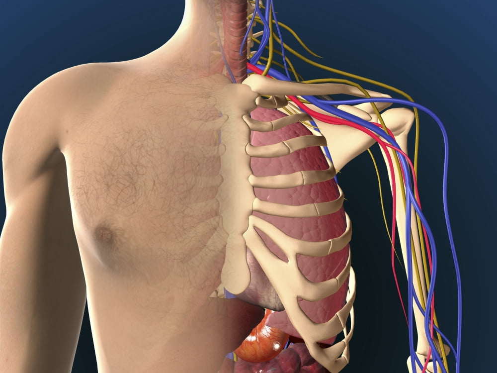 Cutaway view of male chest showing lung Canvas Art - Stocktrek Images (17 x 13)