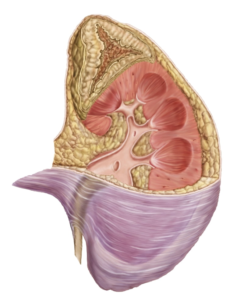 Cutaway view of the human kidney and adrenal gland Canvas Art - Stocktrek Images (26 x 32)