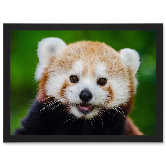 Cute Animal Photo Red Panda Bear Cat Portrait Artwork Framed Wall Art Print A4
