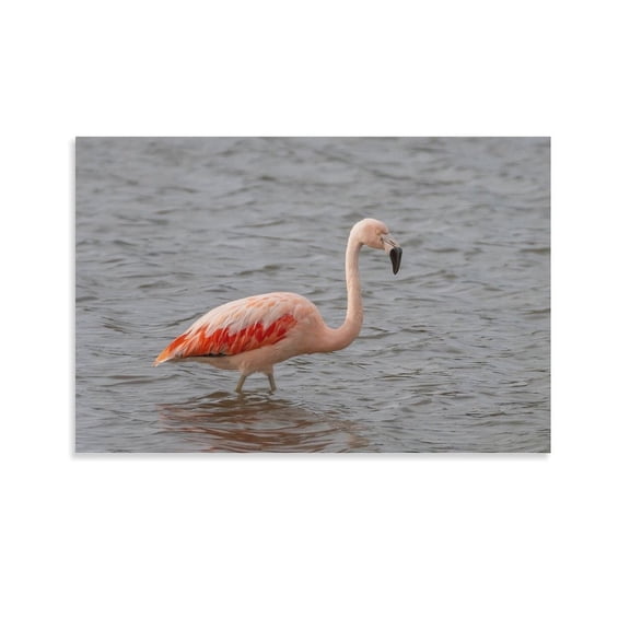 Cute Bird Animal-b Picture Print Wall Art Poster Painting Canvas Posters Artworks Gift Room Aesthetic 08x12inch(20x30cm)