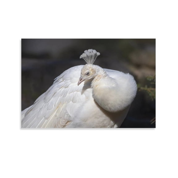 Cute Bird Animal-r Wall Art Poster Scroll Canvas Painting Picture Living Room Decor Home 08x12inch(20x30cm)