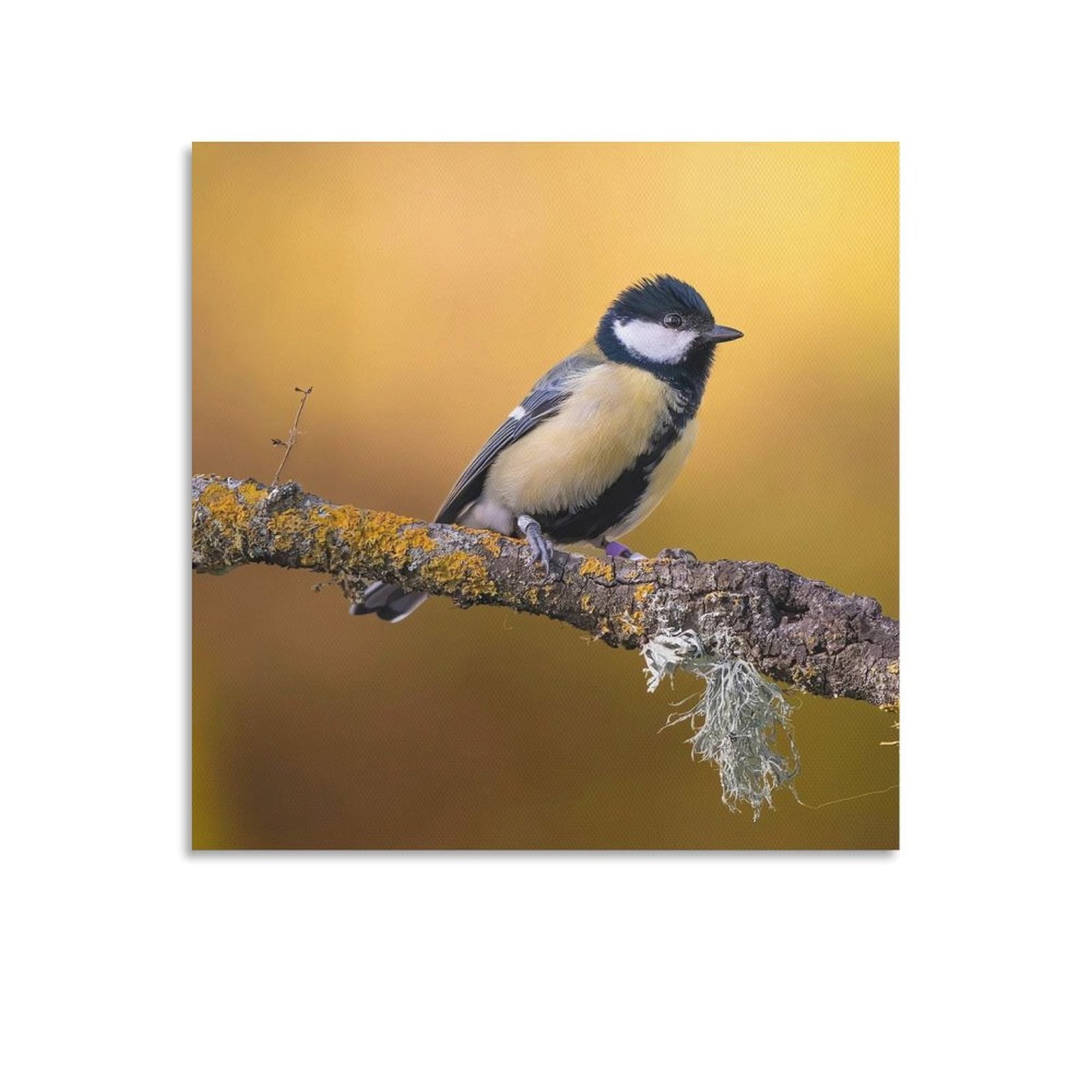 Cute Bird Animalt Poster Decorative Painting Canvas Wall Art Living