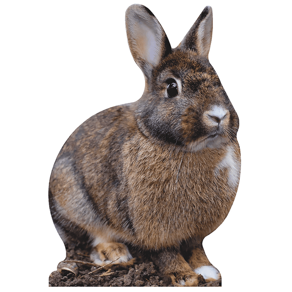 Cute Bunny Rabbit Cardboard Cutout Standee Standup
