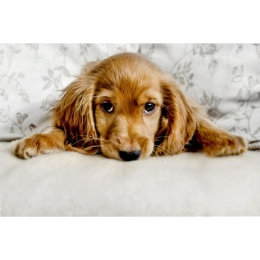 Cute Cocker Spaniel Puppy Lying Down Photo Puppy Posters For Wall Funny Dog Wall Art Dog Wall Decor Puppy Posters For Kids Bedroom Animal Wall Poster Cute Animal Cool Wall Art Print Poster 18x12