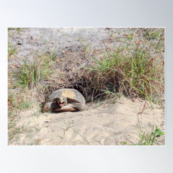 Cute Florida Gopher Tortoise Poster Wall Art, Modern Wall Decor For Living Room Bedroom, 8x12 UNFRAMED