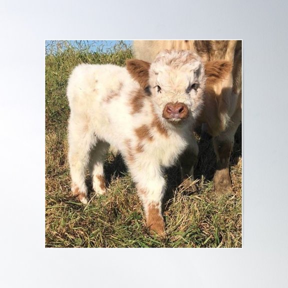 Cute Fluffy Cow Poster Wall Art, Modern Wall Decor For Living Room Bedroom, 8x12 UNFRAMED