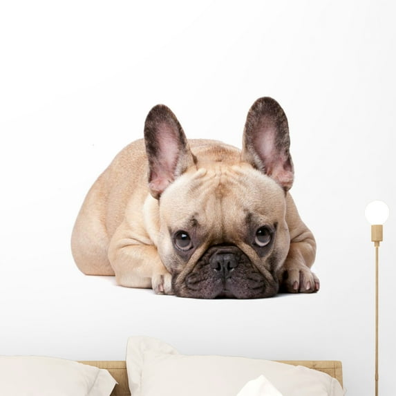 Cute French Bulldog White Wall Decal by Wallmonkeys Peel and Stick Graphic (24 in W x 16 in H) WM125576