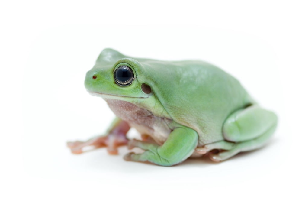 Cute Green Frog Canvas Art - Corey Hochachka Design Pics (34 x 22)