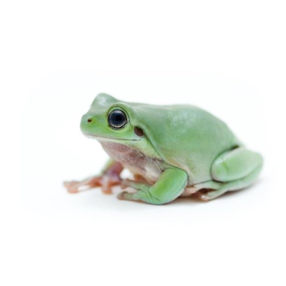 Cute Green Frog Poster Print