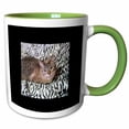 thumbnail image 1 of 3drose, Cute Grey and White Tabby Cat on Zebra Blanket Photo, 11oz Two-tone Green Mug, 1 of 6