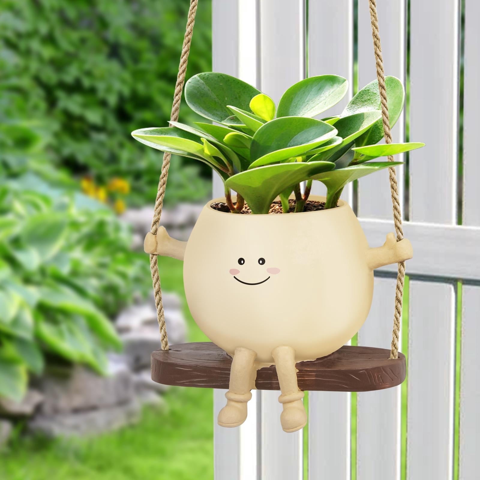 money plant pics Buy Pilea Peperomeoides main image 1