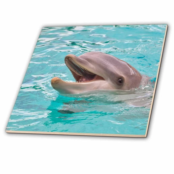 3dRose, Cute Happy Dolphin Looking Out Of the Water Animal Photography , 6 Inch Ceramic Tile