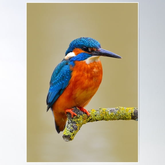 Cute Kingfisher Poster Wall Art, Modern Wall Decor For Living Room Bedroom, 8x12 UNFRAMED