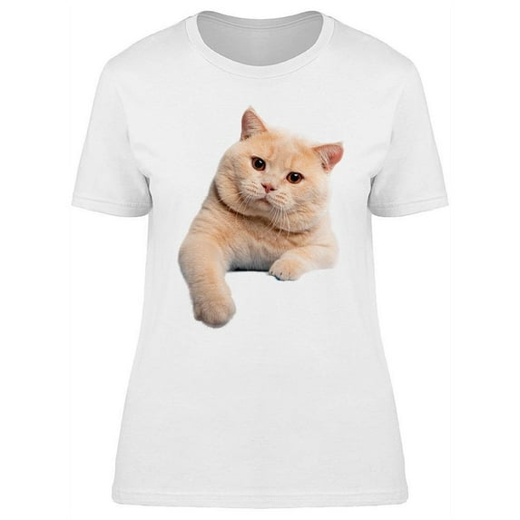 Cute Kitten Possing At Camera T-Shirt Women -Image by Shutterstock Women T-Shirt, Female Large