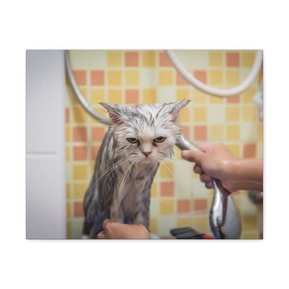 Cute Maine Coon Bath Canvas Wall Art for Home Decor Ready-to-Hang
