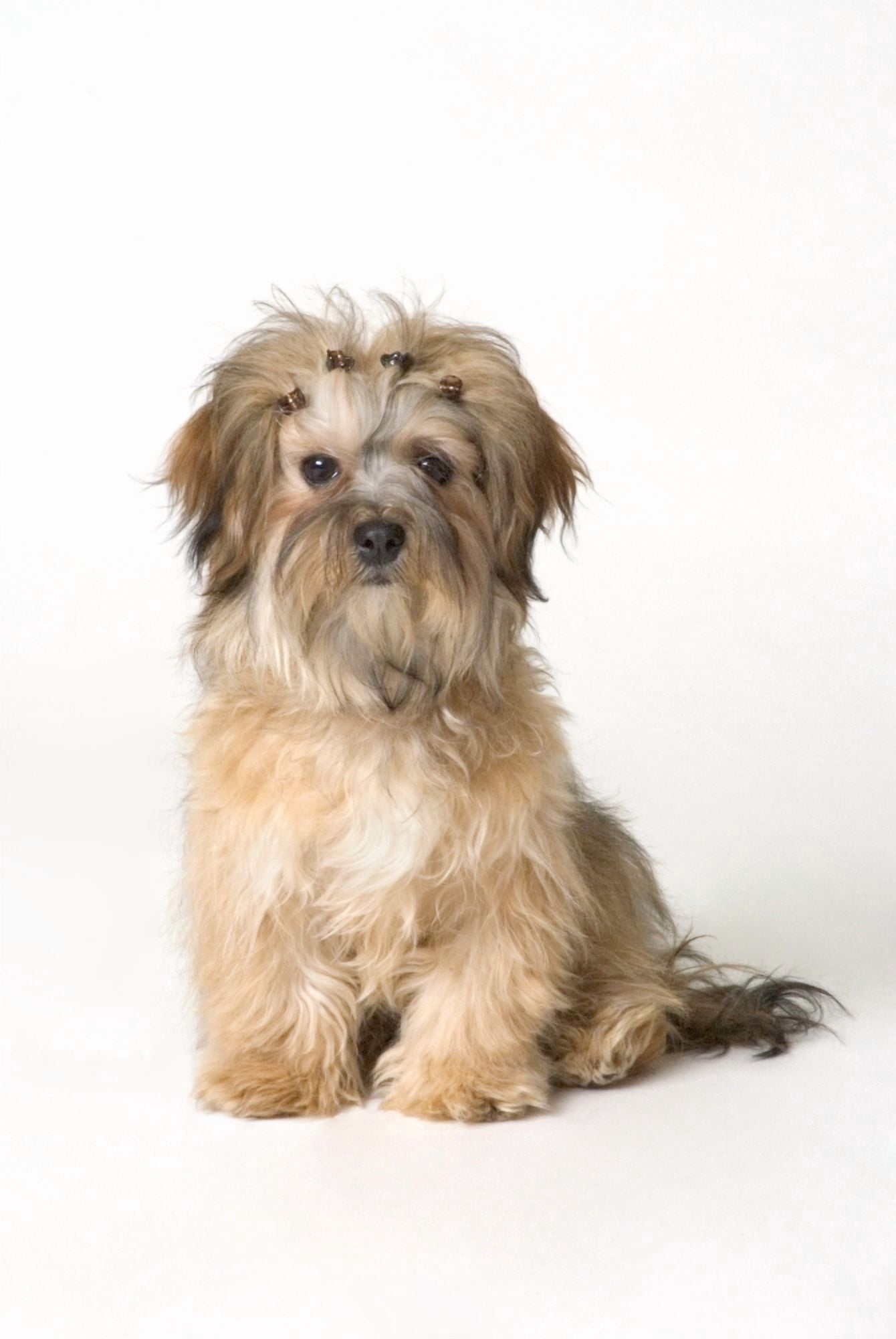 Cute Miniature Terrier Canvas Art - Corey Hochachka Design Pics (11 x 16)