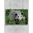 thumbnail image 1 of Cute Possum Chilling Poster - Image by Shutterstock,, 1 of 2
